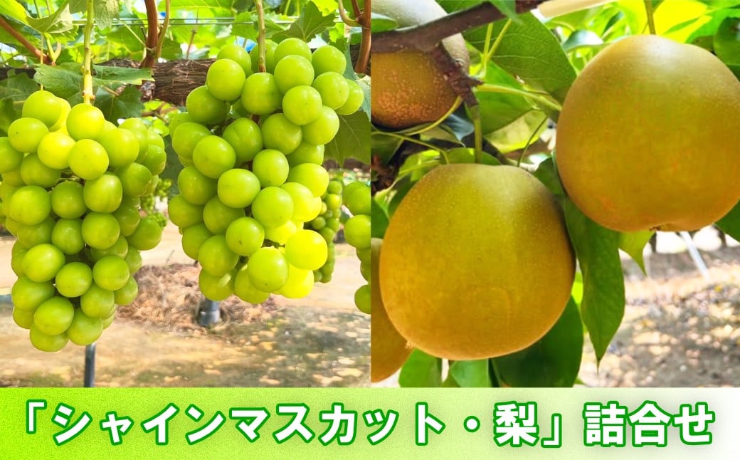 
                  【セット】樋口果樹園「シャインマスカット・梨」詰合せ 2.9kg
                