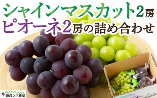 【先行予約】原茂之巨峰園 シャインマスカット 2房 と ピオーネ 2房 の 詰め合わせ 【2026年8月上旬～9月上旬より順次発送予定】 葡萄 ぶどう ブドウ 果物 くだもの フルーツ 果実 セット 流川ブランド お取り寄せ 福岡県 うきは市 冷蔵
