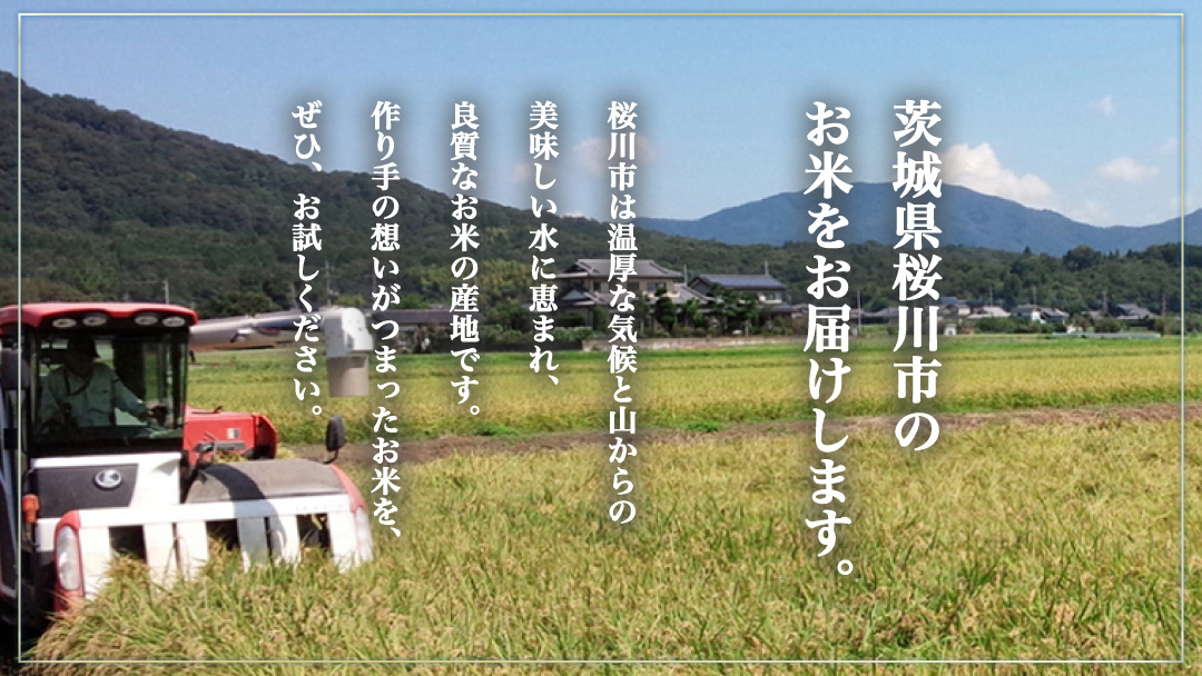 《 令和8年産 》 桜川市産 ミルキークイーン 10kg 新米 先行予約 茨城県 桜川市 米 お米 白米 コメ ごはん 精米 国産 限定 銘柄米 [SC072sa]