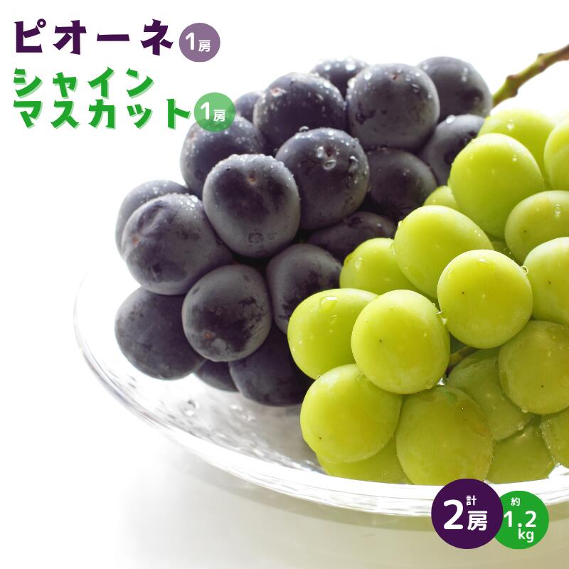 【ふるさと納税】先行予約 ピオーネ ニューピオーネ シャインマスカット セット 1.2kg 2房 種無し 食べ比べ おすすめ 人気 美味しい 甘い プレゼント お裾分け ギフト 贈り物 贈答 贈答用 夏の贈り物 岡山 新見 美味しい 産地 特産品 A級食材 フルーツ 果物 少量