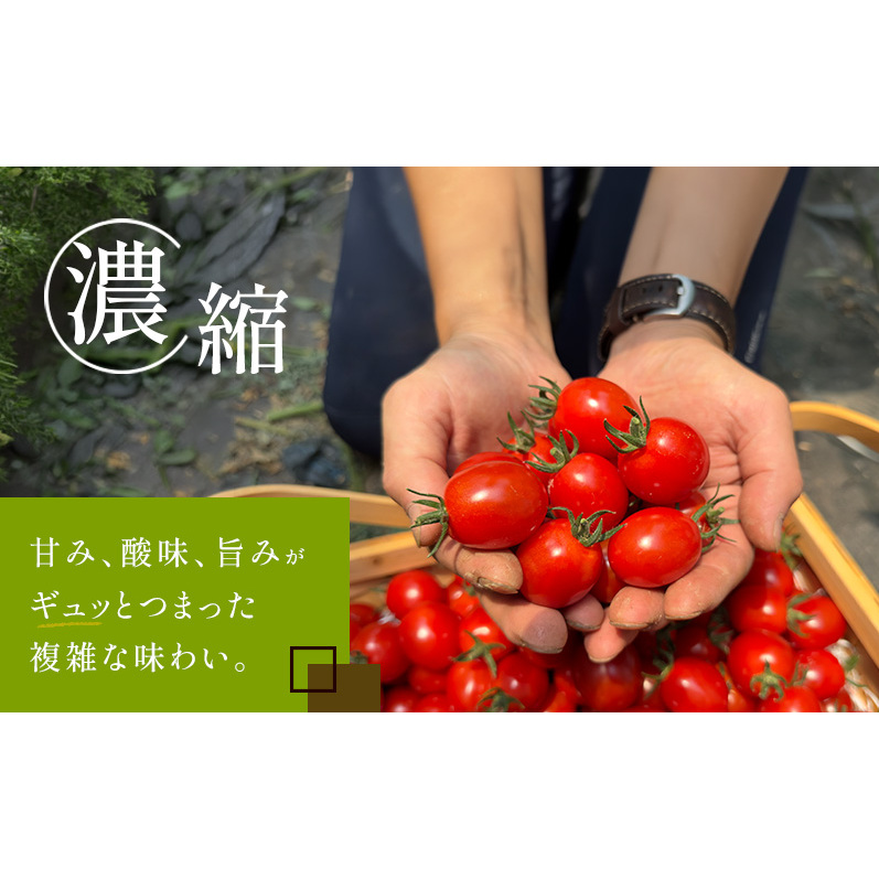 訳あり 北海道 完熟 新鮮 ミニトマト フラノルージュ 2kg 上富良野 自宅用 野菜 産地直送_イメージ3