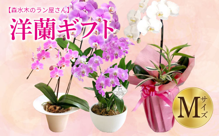 【森水木のラン屋さん】洋蘭 ギフト M 鉢花（高さ40〜60cm）
