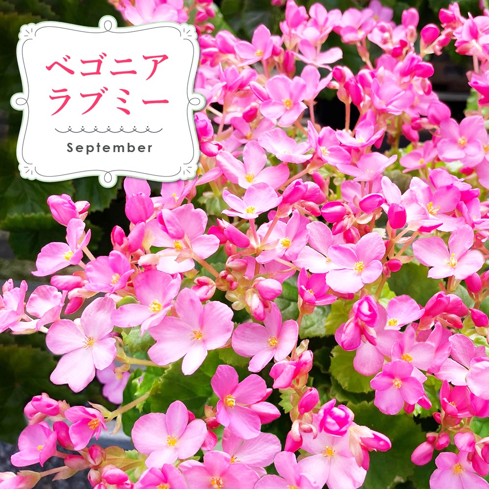 【先行受付9月より発送 数量・期間限定】鉢花 定期便 3回(9月・11月・1月)【鉢花 ふるさと納税 定期便】(H069117)