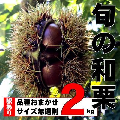 ふるさと納税 大網白里市 【訳あり】旬の和栗 2kg　サイズ無選別 品種おまかせ 朝どれ 農家直送【9月上旬から順次発送予定】