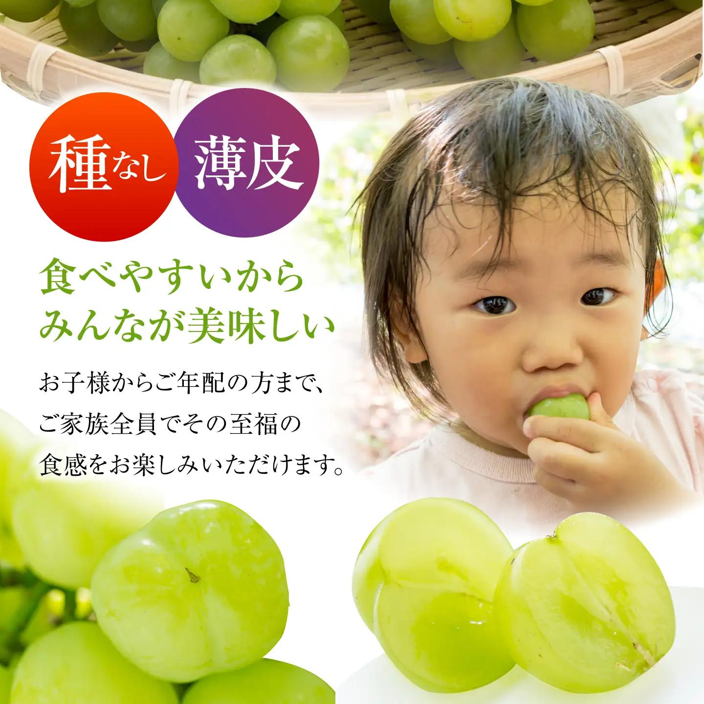 【先行予約】 瀬戸ジャイアンツ 900g以上 【小林農園】 / ブドウ ぶどう 果物 種なし[HAX003]