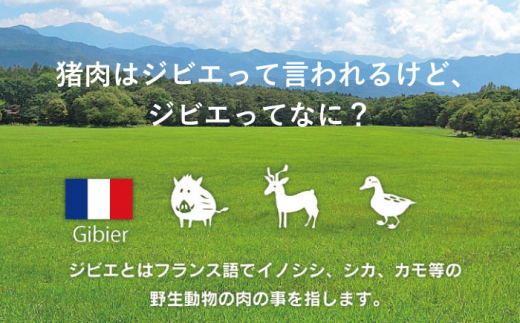 【6回定期便】ジビエ 天然イノシシ肉 粗挽きミンチ肉 800g【照本食肉加工所】 [OAJ068]