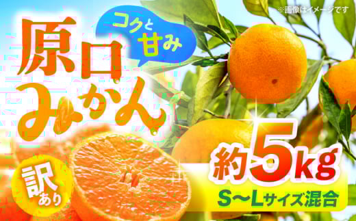 【12月より発送開始】【 訳あり 】 原口みかん （S～Lサイズ混合） 約5kg   長崎 西海 みかん ミカン 原口みかん 5kg みかん ＜横坂農園＞ [CFW002]