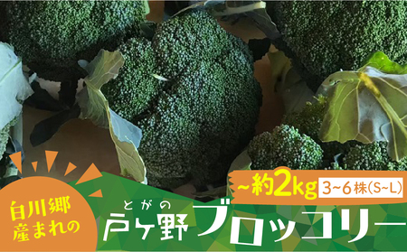 R8年 先行予約 朝採れ 戸ヶ野 ブロッコリー 4～5株 10月下旬～ [S737] ブロッコリー 野菜