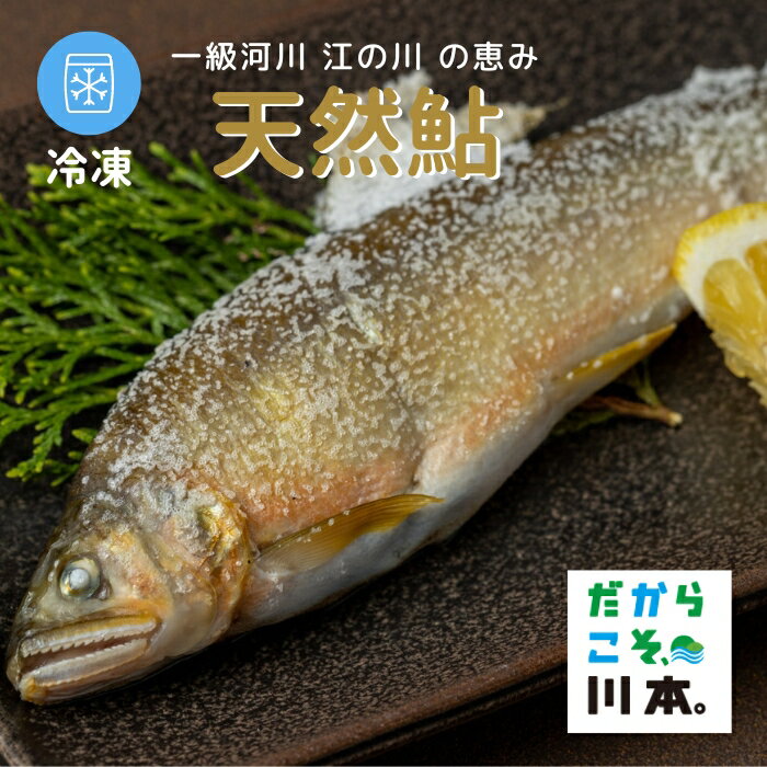 【ふるさと納税】一級河川・江の川の恵み・島根県産 / 天然鮎約800g(冷凍)