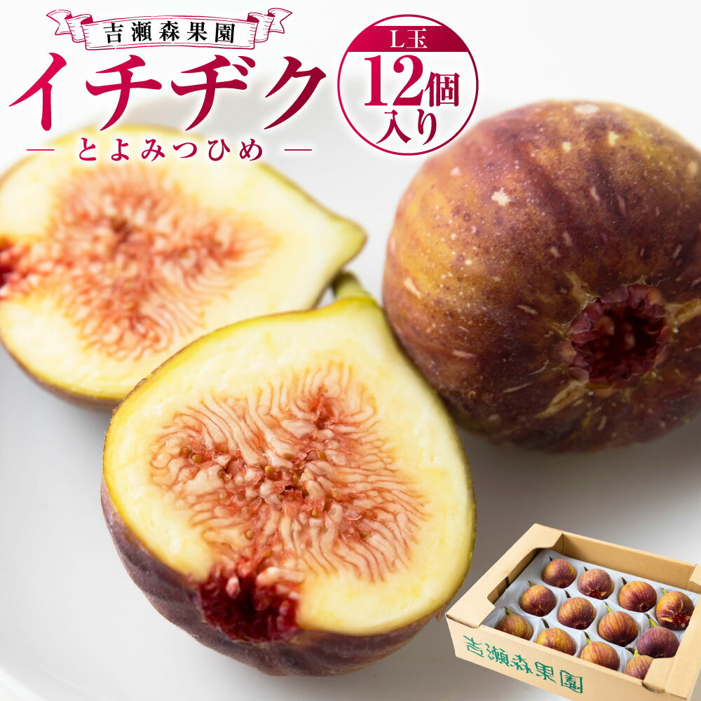 【ふるさと納税】【先行予約】吉瀬森果園 イチジク （とよみつひめ） L玉 12個入り 【2026年8月上旬～9月下旬より順次発送予定】 いちじく 無花果 果物 フルーツ 果実 冷蔵 送料無料 福岡県 うきは市