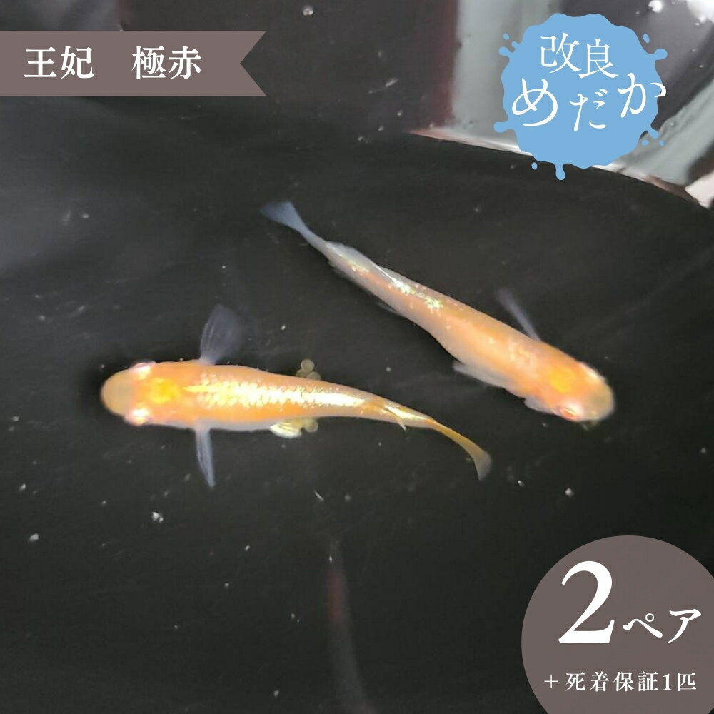 【ふるさと納税】改良めだか ［ 王妃 極赤 ］(2ペア＋死着保証1匹） めだか メダカ めだか屋らん メダカ飼育 めだか飼育 観賞用