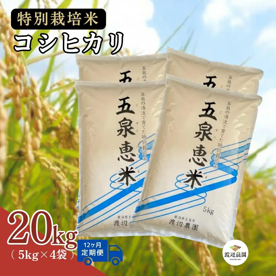 【定期便12回】令和8年産 新米 コシヒカリ 20kg(5kg×4袋)×12回 計240kg 特別栽培米 先行予約 | 新潟県産 白米 米 五泉市