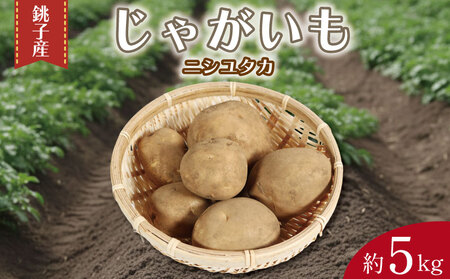 先行予約 じゃがいも 約5kg ニシユタカ 【12月初旬~4月中旬頃発送予定】