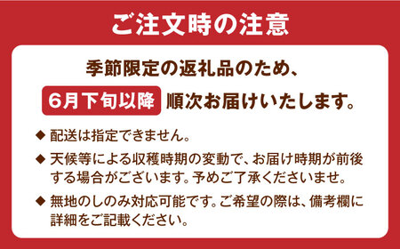 【先行予約】栄養満点 五島産完熟マンゴー (2玉入) フルーツ くだもの 五島市/HPIファーム [PCP002] 野菜 やさい 国産 新鮮 緑黄色野菜 産地直送 とれたて
