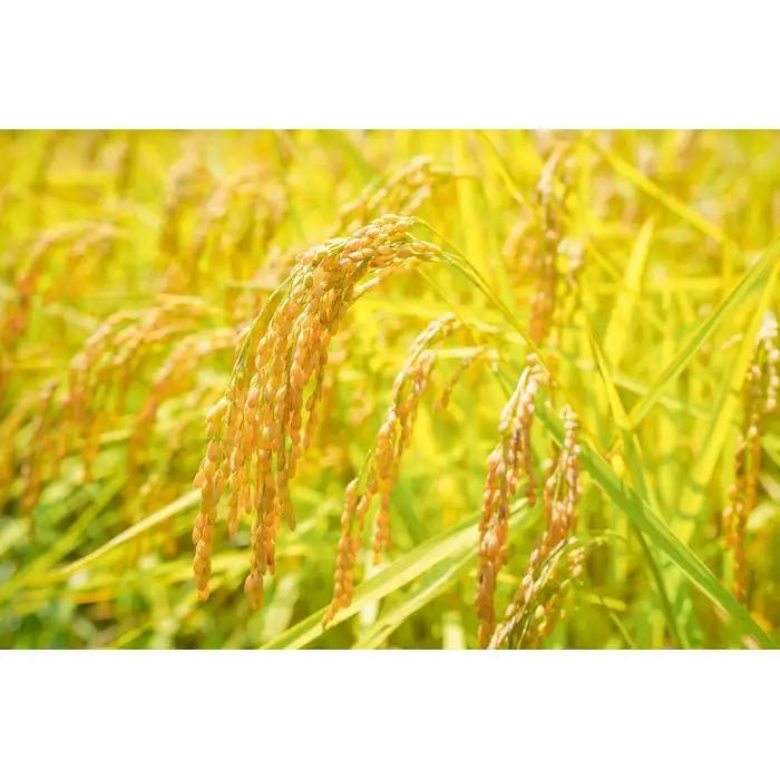 【先行予約】令和8年産 コシヒカリ 5 kg 鹿野高原米 精米 5日以内発送