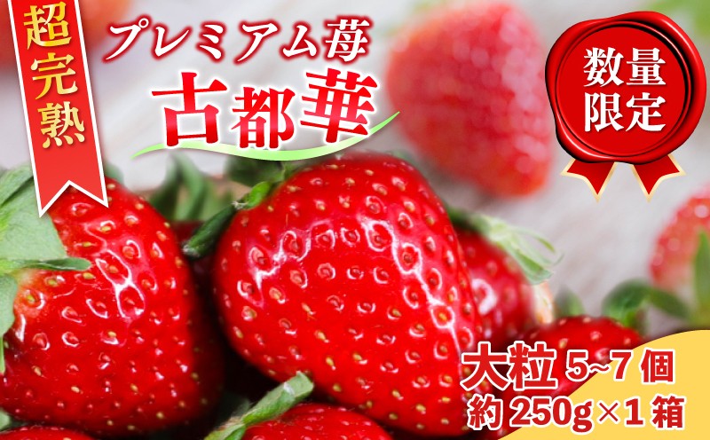 
                  いちご 古都華 大粒 5~7個＋約250g×1箱 セット 冷蔵 いちご ことか 2027年発送 苺 イチゴ 旬 完熟 甘い ストロベリー itigo strawberry 季節限定 人気 国産 フルーツ 数量限定 ブランド 果物 イチゴ 贈答 ギフト プレゼント 産地直送 ふるさと納税 奈良県 奈良市 なら 6FARM
                