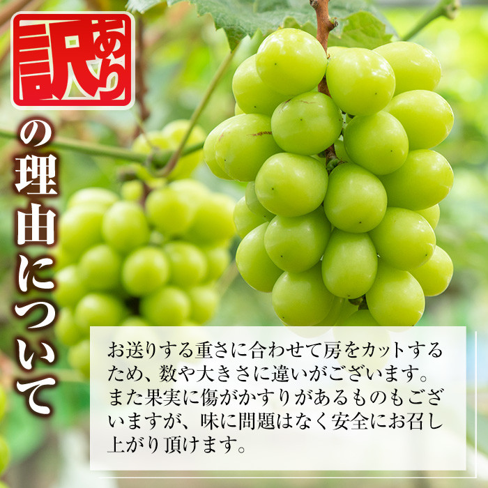y418 ≪先行予約受付中！2026年8月中旬以降順次発送≫  訳あり！シャインマスカット(約1.2kg) 国産 九州産 鹿児島産 湧水町 マスカット 葡萄 ぶどう ブドウ 果物 くだもの フルーツ 