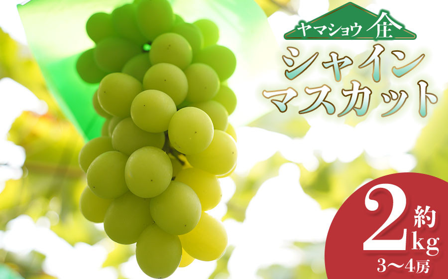 
【令和7年産先行予約】シャインマスカット 約2kg (3~4房) 山形県鶴岡市産 ヤマショウ
