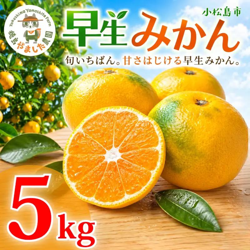 【先行予約】【2026年10月下旬順次発送】 早生みかん 5kg みかん 早生 柑橘 果物  国産 農家直送 徳島県 小松島市
