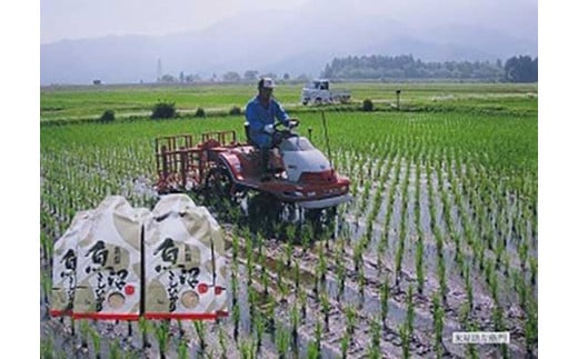 【令和7年産新米予約】【5/31までの受付】南魚沼産こしひかり予約受付　精米5kg（無化学肥料、8割減農薬栽培）【2025年9月中旬より順次発送予定】