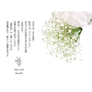 チェリーかすみの花束  【 カスミソウ ブーケ 花 花束 花ギフト 】