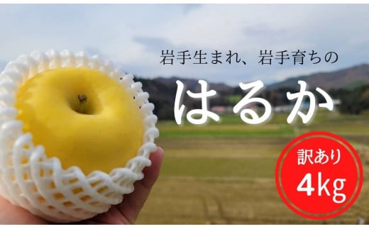 【先行予約】訳あり 家庭用 りんご「はるか」約4㎏【数量限定】
