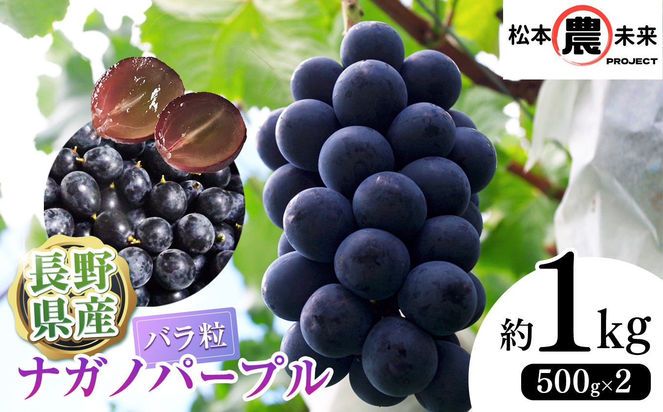 
            〔松本農未来project〕信州松本産 ナガノパープル バラ粒 1kg(500g×2パック)│信州松本 果物 ぶどう ナガノパープル フルーツ ブドウ 長野県 松本市 バラ粒 甘い
          