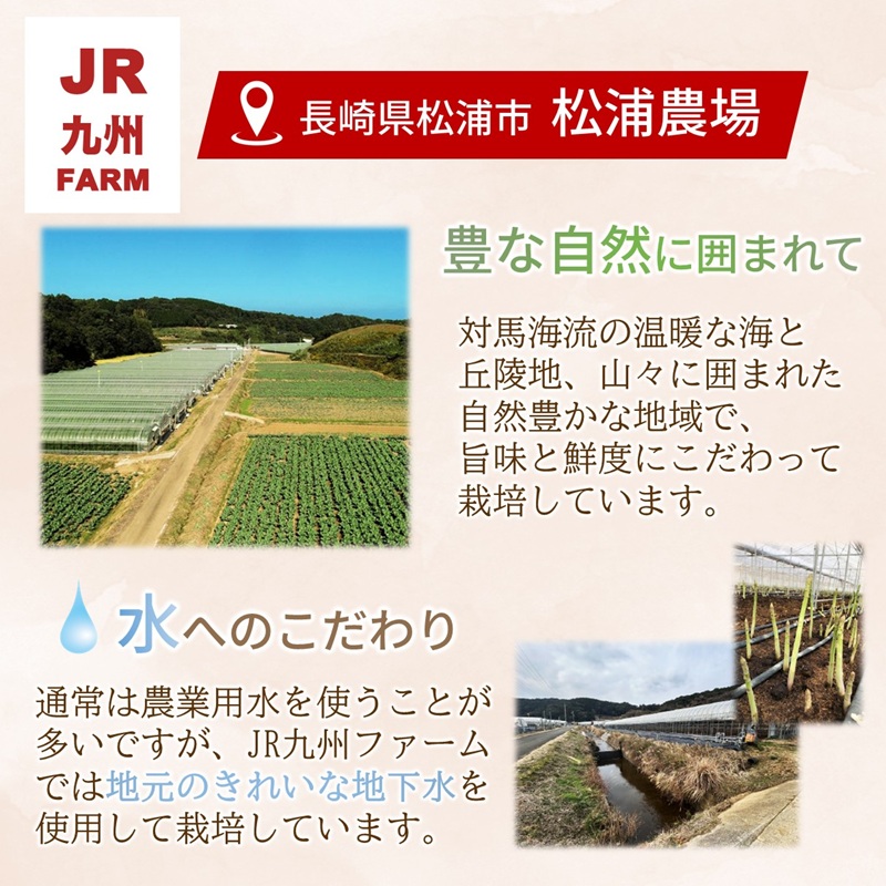 JR九州ファームのホワイトアスパラガス＆グリーンアスパラガス L～2Lサイズ 1kg ( アスパラガス ホワイトアスパラガス グリーンアスパラガス 国産 送料無料 長崎県 松浦市 )【B3-102】