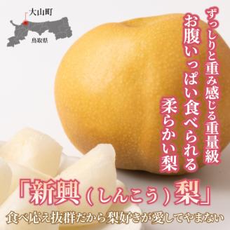 DS-07　新興梨 5kg