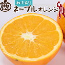 【ふるさと納税】 家庭用 ネーブル オレンジ 2.5kg 5kg 7kg 10kg【光センサー食頃出荷】 【わけあり・訳あり】 ※2月中旬〜3月中旬頃に順次発送予定 ※北海道・沖縄・離島への配送不可 //dekopon