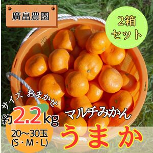 マルチみかん「うまか」2箱セット《11月中旬-12月末頃に出荷予定(土日祝除く)》【配送不可地域あり】※離島 みかんみかんみかんみかんみかん
