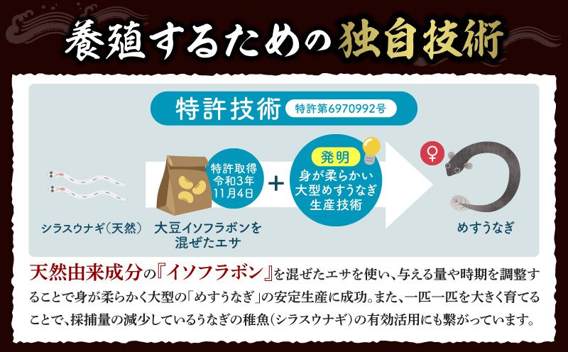 一色産めすうなぎ無頭長蒲焼2尾（300g）・I059-17