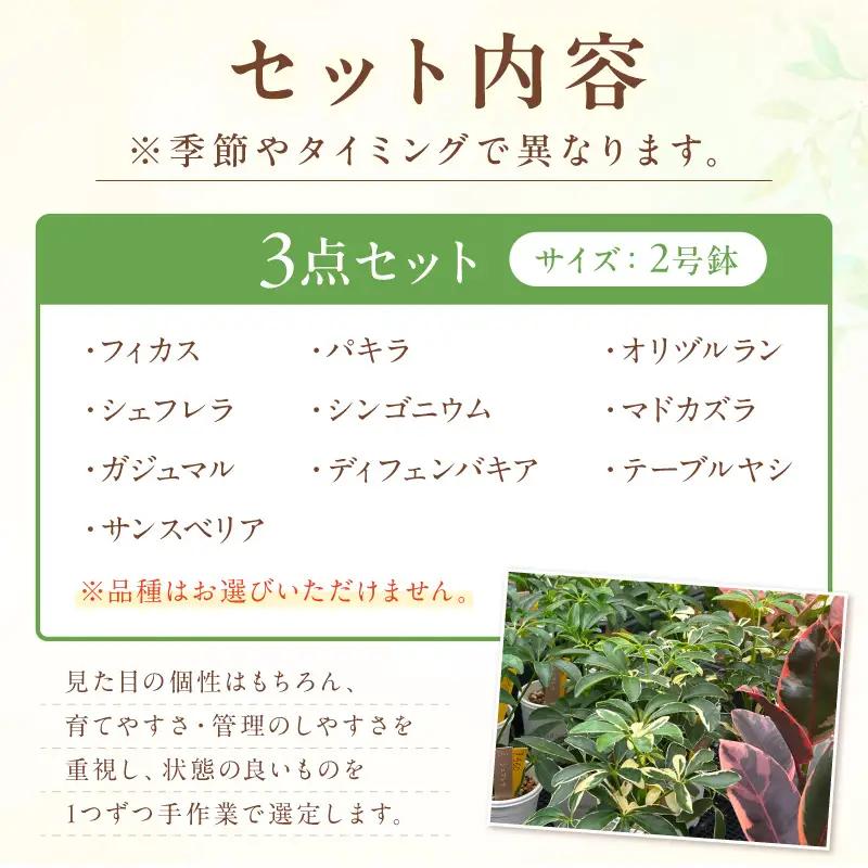 季節の観葉植物3点セット【発送可能時期：4月上旬～7月末、9月上旬～11月末】2号鉢