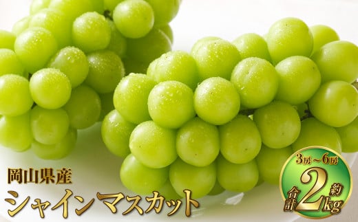 岡山県産 シャインマスカット 晴王 約2kg（3房～6房） 【2026年8月下旬～11月下旬迄発送予定】 果物 くだもの フルーツ ぶどう ブドウ 葡萄 マスカット