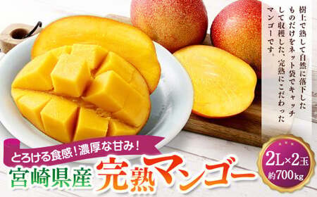 ＜宮崎県産完熟マンゴー 2L×2玉（約700g）＞20626年4月中旬～7月下旬までに順次出荷【c1394_mm_x1】 果物 くだもの フルーツ アーウィン マンゴー デザート 甘味 完熟 宮崎