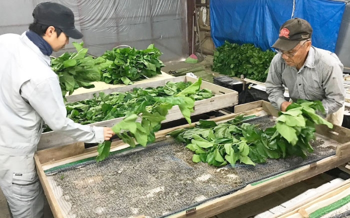 洗顔＆全身用 石けん 石鹸 ソープ スキンケア フェイシャル ボディ 美容 基礎化粧品 洗顔 保湿 日用品 シルク 絹 しるく