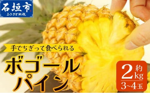 
                  ＜期間限定 春フェア＞《2026年4月下旬頃より順次発送》＜先行予約＞ 石垣島産 ボゴールパイン 3〜4玉 約2kg以上 | 産地直送 石垣島産 石垣 完熟 パイン パイナップル スナックパイン ボゴール
                