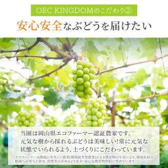 ぶどう 2024年 先行予約 ［ご家庭用］ シャイン マスカット3～5房（合計2kg以上） ブドウ 葡萄 岡山県産 国産 フルーツ 果物 OEC KINGDOM ぶどう家