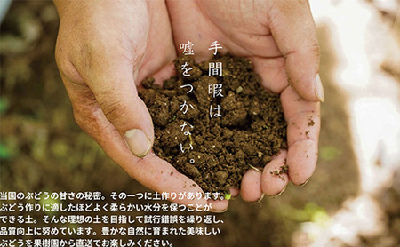 厳選 瀬戸ジャイアンツ 2房 合計1.2kg以上 産地直送 朝採れ ぶどう 葡萄 Kawahara Green Farm 岡山県産 2025年