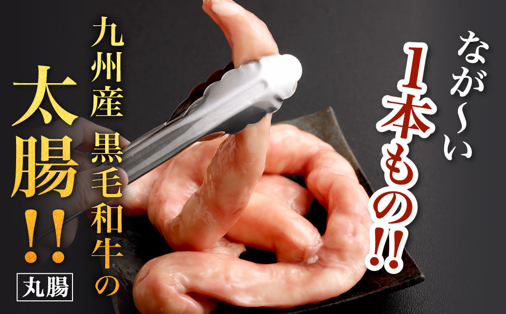 1本焼き 極太 ほるもん 太腸版 新鮮 ホルモン 塩ホルモン モツ もつ 牛モツ 牛もつ ぷりぷり 旨味 黒毛和牛 丸腸 真空パック 国産 九州産 冷凍