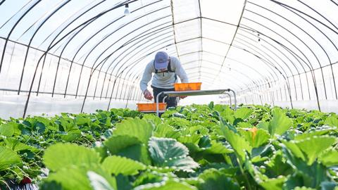 【2ヵ月 定期便】 完熟 いちご 定期便！ 2パック × 2回 合計 4パック （1P260g） 定期便 国産 いちご イチゴ 苺 果物 かおり野 とちおとめ やよいひめ フルーツ 茨城県産 KEK 