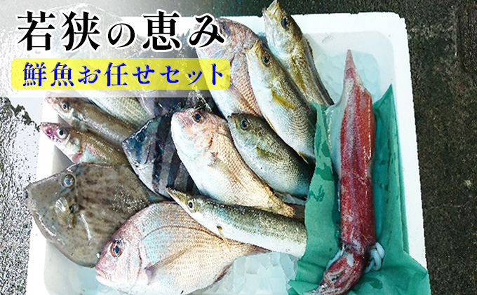 鮮魚セット 若狭の恵み 鮮魚ボックス 種類はお任せ セット 詰め合わせ 鮮魚 魚 お魚 魚介 魚介類 海鮮 海鮮セット 旬の魚 新鮮 福井 福井県 若狭町