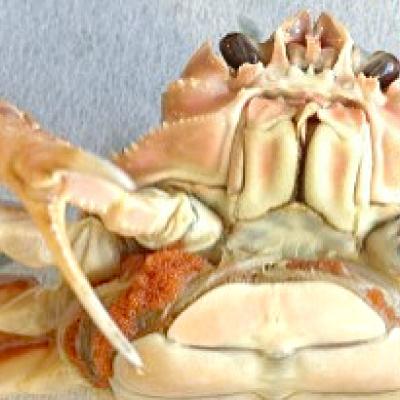 ふるさと納税 智頭町 鳥取県産　ボイルセコガニ大　5〜7枚(1枚:180〜200g) |  | 01