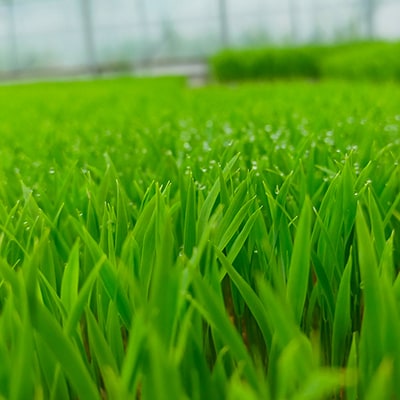 【新米先行受付】R7年産 新米 にこまる 白米 10kg 静岡県磐田市産