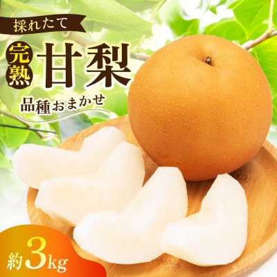 完熟甘梨 3kg 6～10玉 【2026年収穫分】かすみがうら市【配送不可地域：離島・沖縄県】