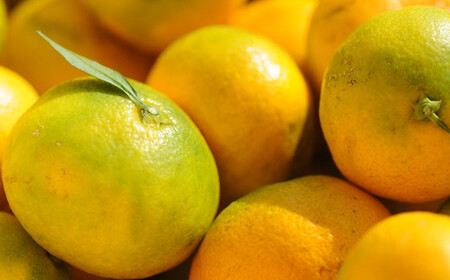 極早生みかん 約5kg S・M・Lサイズ 《赤秀》和歌山県下津町産 産地直送 【北海道・沖縄県・一部離島 配送不可】［Mg21］