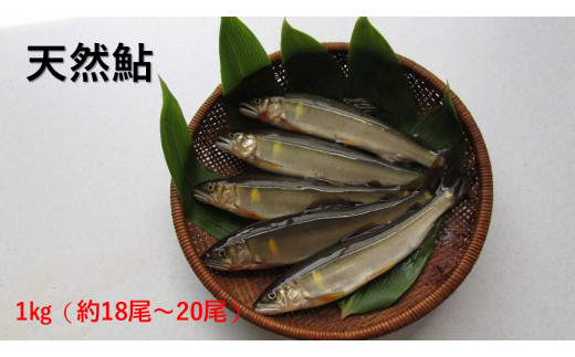 【先行予約】八戸川　天然鮎（１kg)＜2025年6月10日よりお届け＞【192_2000】