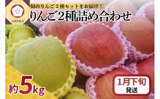 【2026年1月下旬発送】 りんご 5kg サンふじ 王林 他 紅白 詰め合わせ 青森 （16個～20個入）