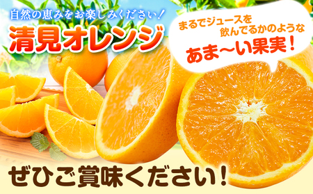 清見オレンジ 10kg ときわオンライン《1月中旬-3月下旬頃出荷》 和歌山県 紀の川市 フルーツ 果物 清見 オレンジ 柑橘 送料無料