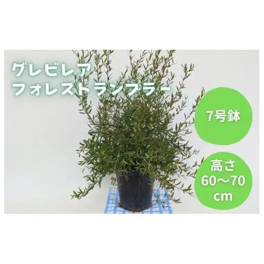 グレビレア　フォレストランブラー ／ グレビレア フォレストランブラー 植物 観葉植物 鉢植え
